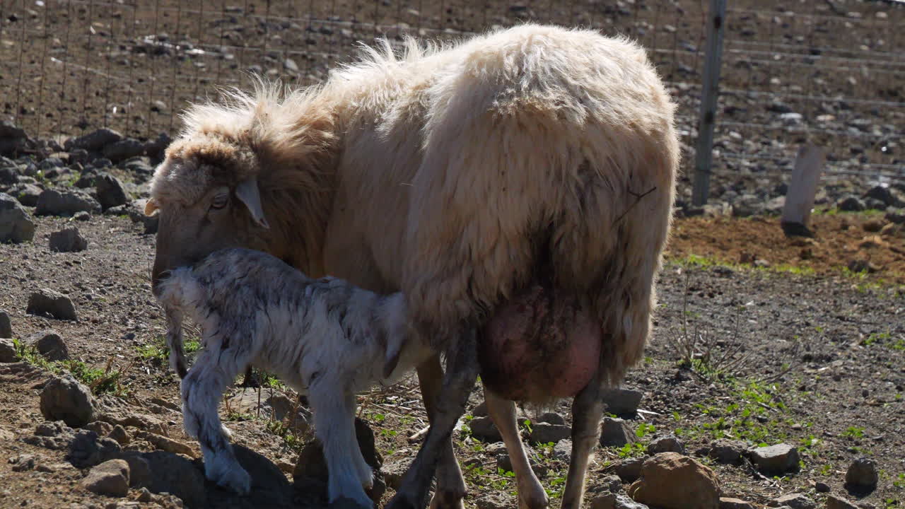 Newborn lamb breastfeeding from its mother sheep on a farm in Gran Canaria