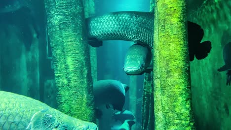 group of arapaimas, the largest freshwater fish in the world, swimming