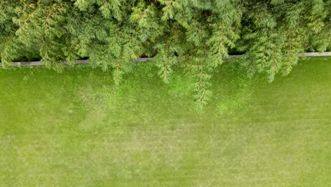 drone aerial view of garden with lawn and green plant bamboo forests