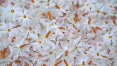 el jazmín nocturno, la flor seuli o shefali es la flor símbolo del festival saradiya o durga puja en la temporada de otoño