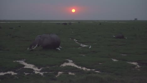 african elephants at sunset in the savanna