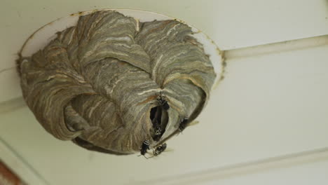 A-wasp-nest-built-into-a-pot-light-fixture-in-a-ceiling