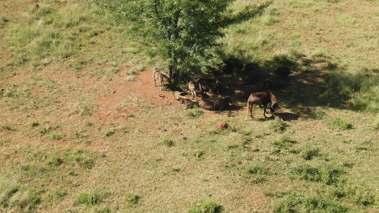 나무 그늘에 누워있는 아기와 누우 무리의 공중 드론 영상