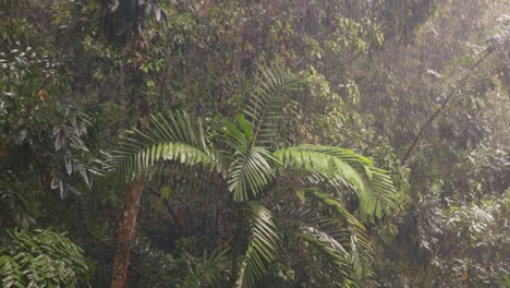 rain falling in the jungle on the island of langkawi, malaysia