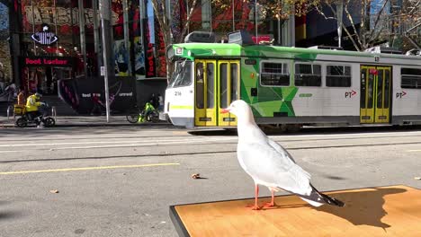 a seagull stands as a tram passes by