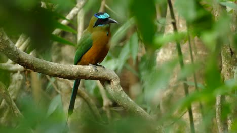 Blau-Gekrönter-Motmot-Vogel,-Der-Einen-Schönen-Tag-Auf-Einem-Ast-Genießt