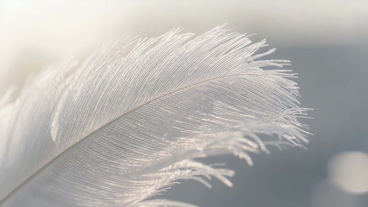 Shifting macro frames causing pale feather drifting showing rachis barbs frayed tip backlit bokeh