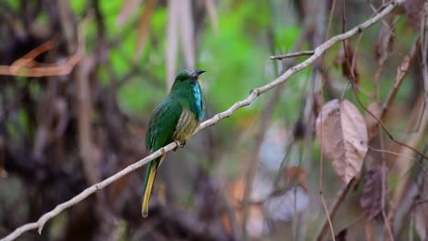 the blue-bearded bee-eater is found in the malayan peninsula including thailand at particular forest clearings