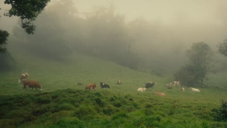 misty weather cattle grazing grass spotted brown white cow eating