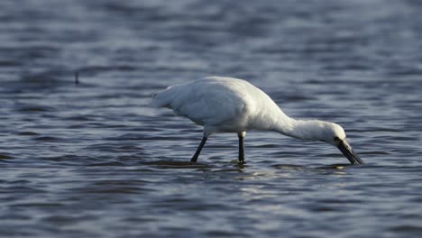 Eurasian-Spoonbill-wades-through-wetland-shallows-using-bill-to-search-for-prey