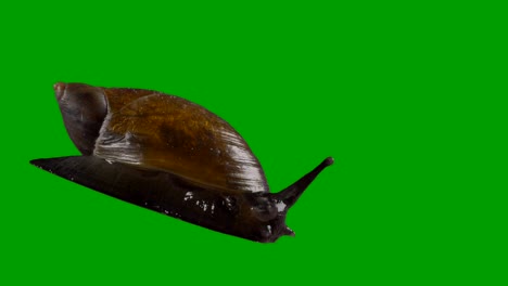snail on green screen
