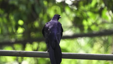 large great-tailed grackle bird resting on a tube fence in costa rica, close up long shot