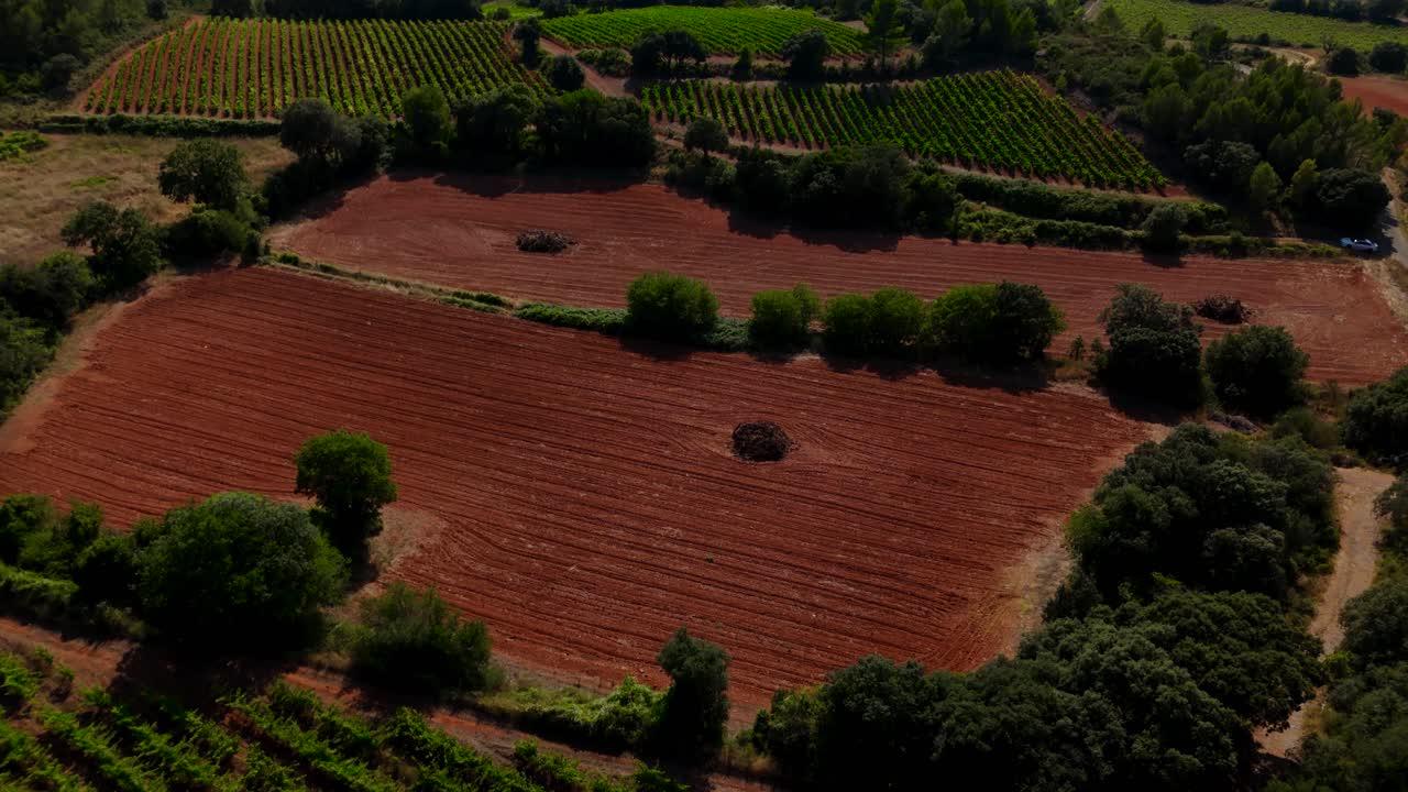 Aerial shot of withered vines in a field ready to burn next to vineyards