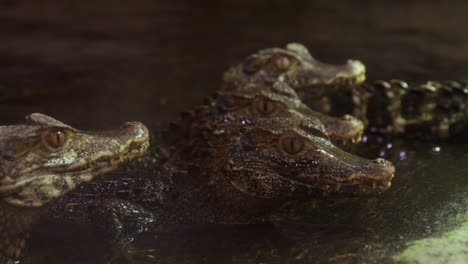 Caiman-crocodiles-coming-out-of-water-onto-shore---rack-focus