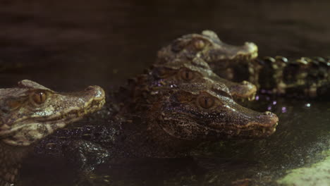 cocodrilos caimán saliendo del agua hacia la orilla - enfoque de rack