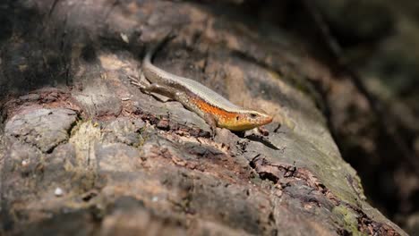 Facing-to-the-right-while-breathing-and-then-moves-its-right-front-foot-forward,-Common-Sun-Skink-Eutropis-multifasciata,-Thailand