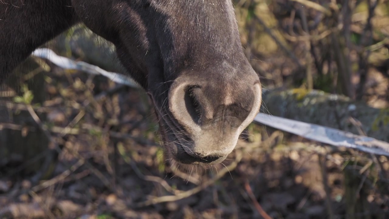 Detailed close-up shot of a Polish Konik horse's nostrils and muzzle, surrounded by forest undergrowth. The shallow depth of field blurs the forest floor, emphasizing the texture of the animal’s nose.