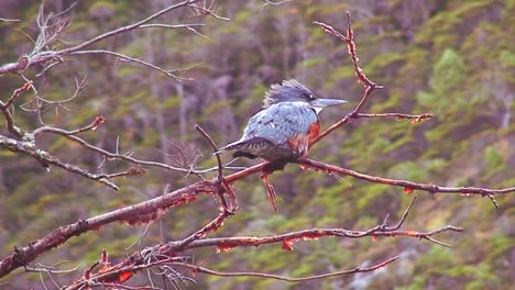 A-redbreasted-bird-perches-on-a-branch-in-a-forest-