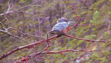 un pájaro de pecho rojo se posa en una rama en un bosque