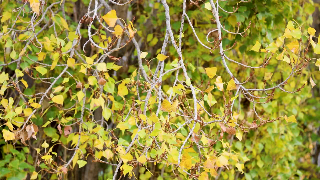 Yellow foliage sways on deciduous tree branches in a serene natural setting with soft lighting
