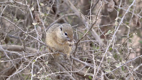 ardilla de árbol o ardilla de smith's bush comiendo maceta de semillas en un arbusto, primer plano de cámara lenta