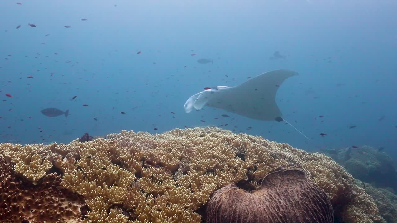manta raya en una estación de limpieza