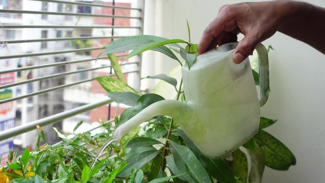 Primo piano di una mano che innaffia piante verdi su un balcone