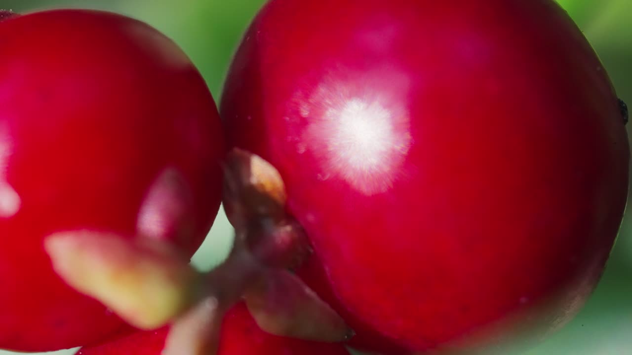 Makro-Nahaufnahme von roter Weißdornfrucht, zur Behandlung von Magen-Darm-Beschwerden.