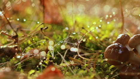 hongos armillaria de agarico de miel en un bosque soleado bajo la lluvia.