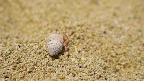 a hermit crab on a sandy beach in aitutaki, symbolizing nature and simplicity