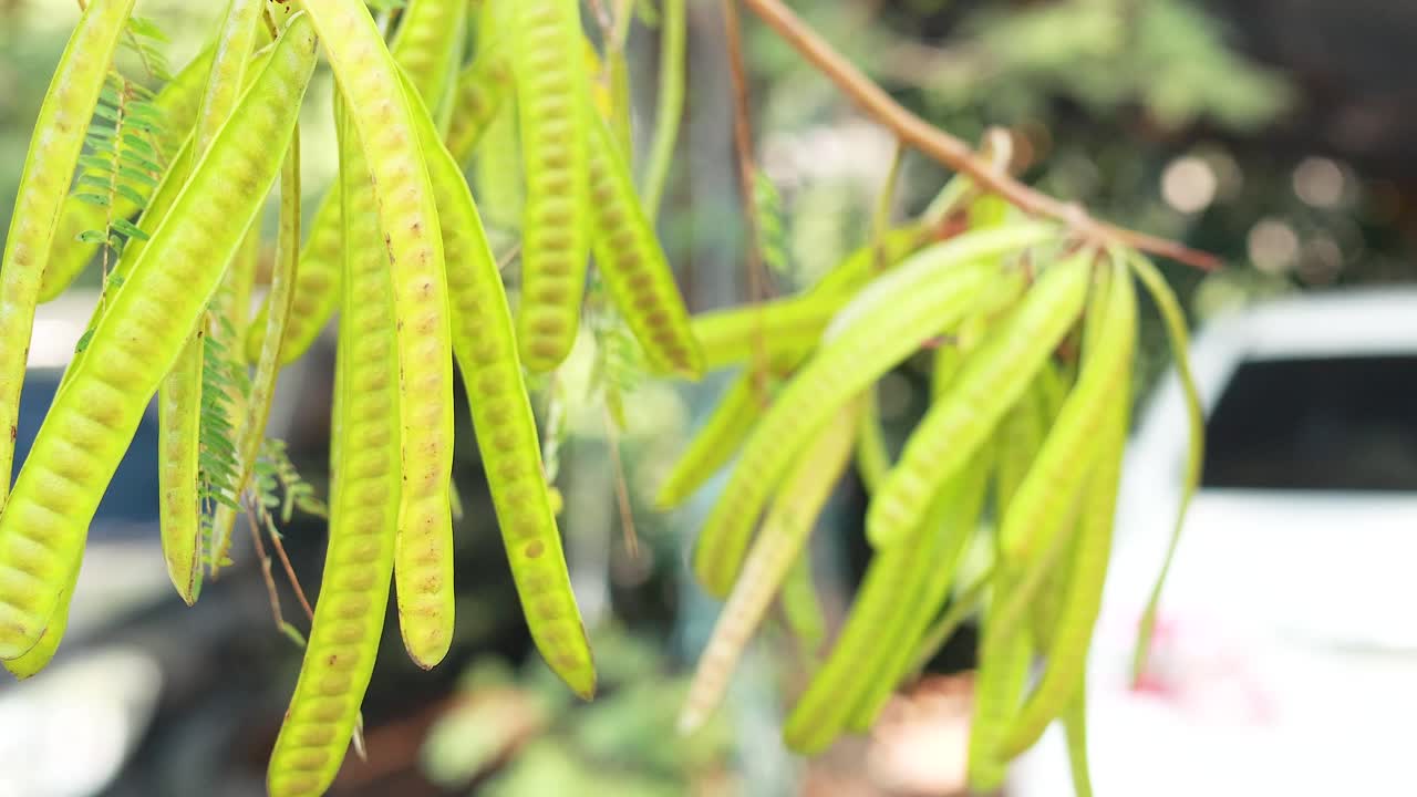 las vainas de acacia se balancean suavemente en el mercado de bangkok