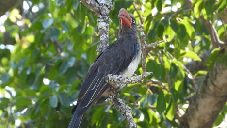 Crowned-Hornbill-Perching-On-Tree-Branch-At-The-Kruger-National-Park-In-South-Africa