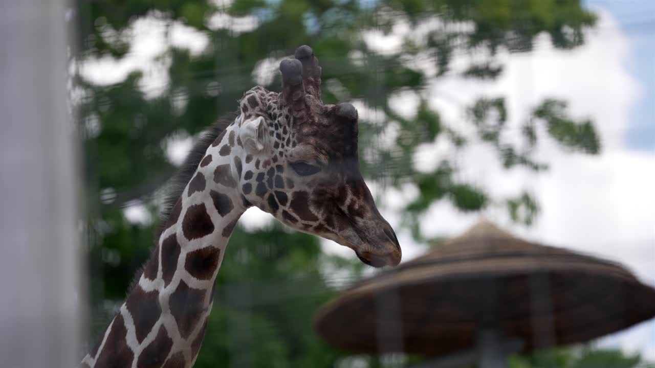 지라프 의 머리 의 클로즈업