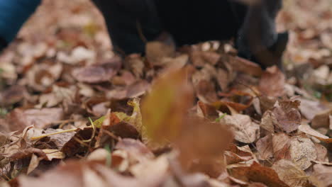 close-up of young boy gathering autumn leaves throwing it up, focusing on hands with scattered leaves in background creating a colorful autumnal setting