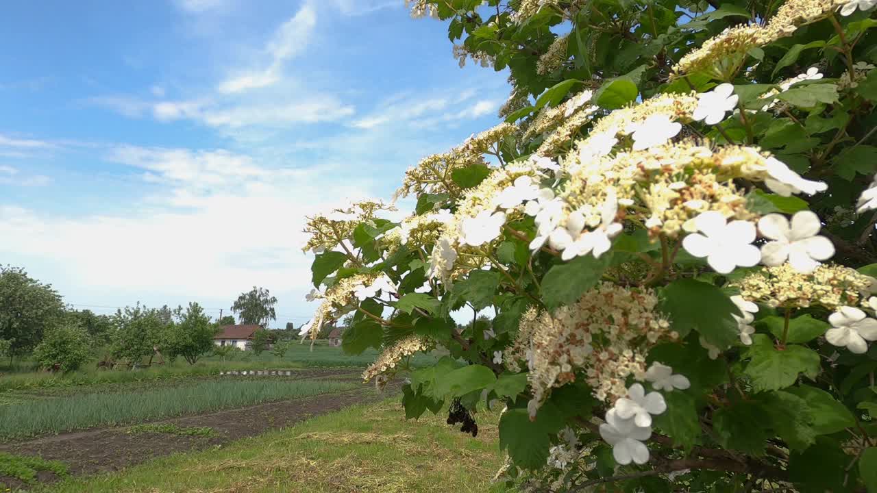 Snowball tree viburnum flowering in homestead on sunny cloudy day