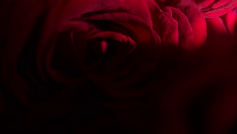 shadow moving over a red valentine's day rose that is lit by natural light, close up shot.