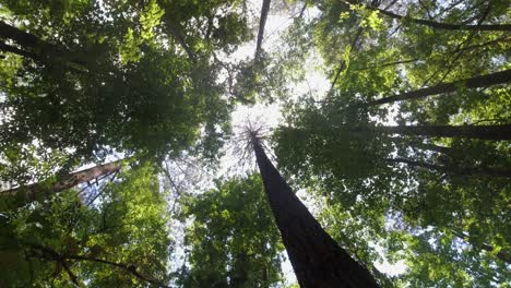 Tilt-up-tall-straight-deciduous-tree-as-sun-peeks-through-canopy-above