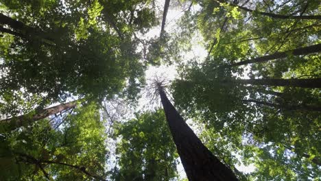 Incline-Hacia-Arriba-Un-árbol-Alto-Y-Recto-De-Hoja-Caduca-Mientras-El-Sol-Se-Asoma-A-Través-Del-Dosel-De-Arriba