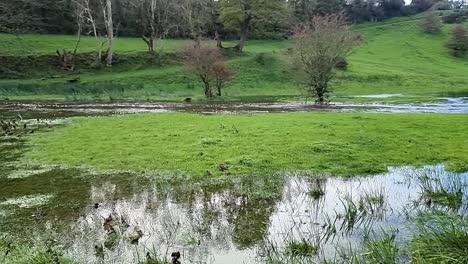 slow motion saturated flooded anglesey countryside stream burst its banks with submerged trees after storm weather