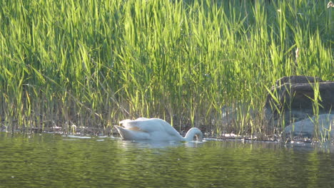 Vista-Cinematográfica-De-Inmersiones-De-Cisne-Para-Comida-En-Agua,-Cámara-Lenta