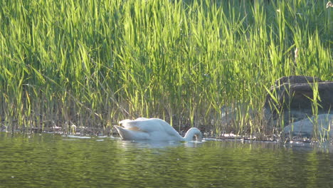 vista cinematográfica de inmersiones de cisne para comida en agua, cámara lenta