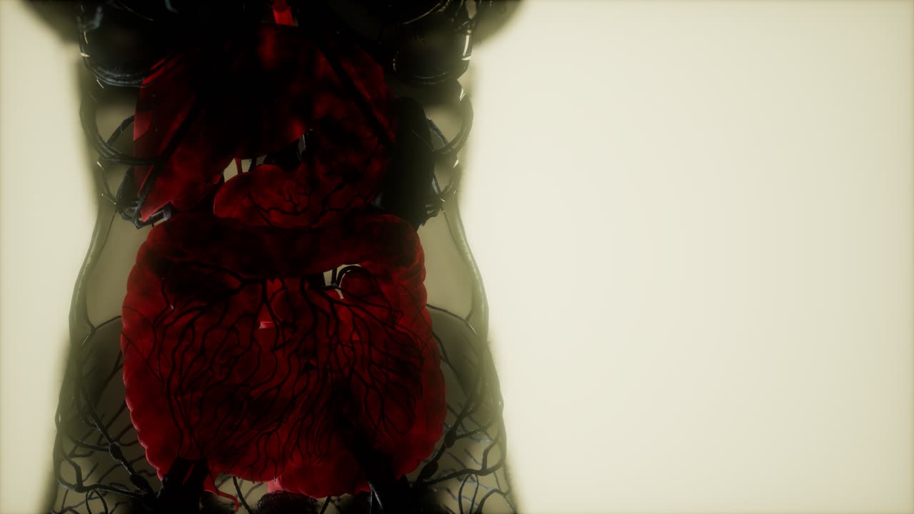 resonancia magnética de contraste de los órganos del cuerpo humano