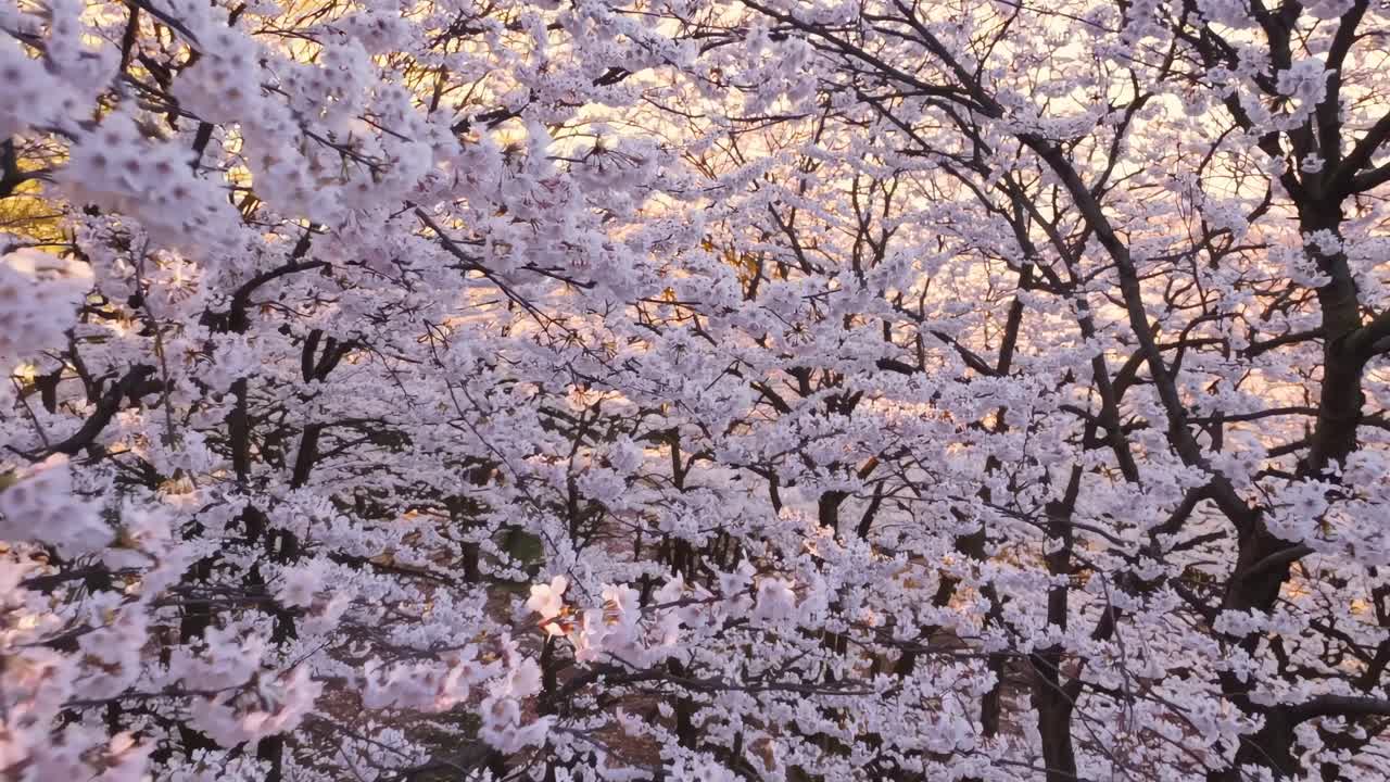 Video aereo che cattura una serena chioma di fiori di ciliegio in piena fioritura, con una delicata luce solare filtrata