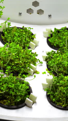 microgreens growing in hydroponic system