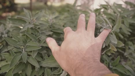 hand caressing official salvia salvia officinalis plants