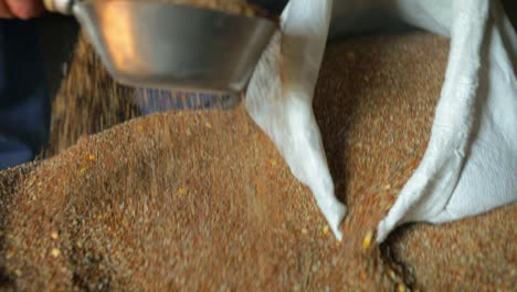 man processing and packaging wheat seed into a bag or sack during harvest, slow motion