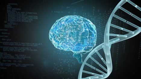 Human-brain-coding-and-DNA-coding