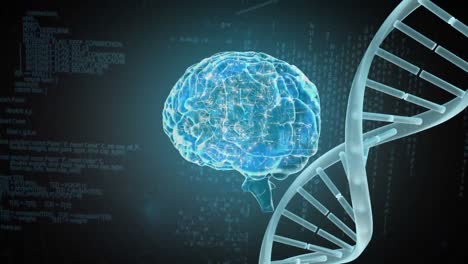 codificación del cerebro humano y codificación del adn