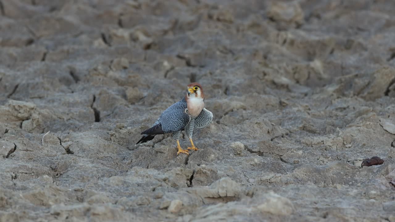 Medium shot of a red-necked falcon sitting on the ground in the dried mud, Kgalagadi Transfrontier Park