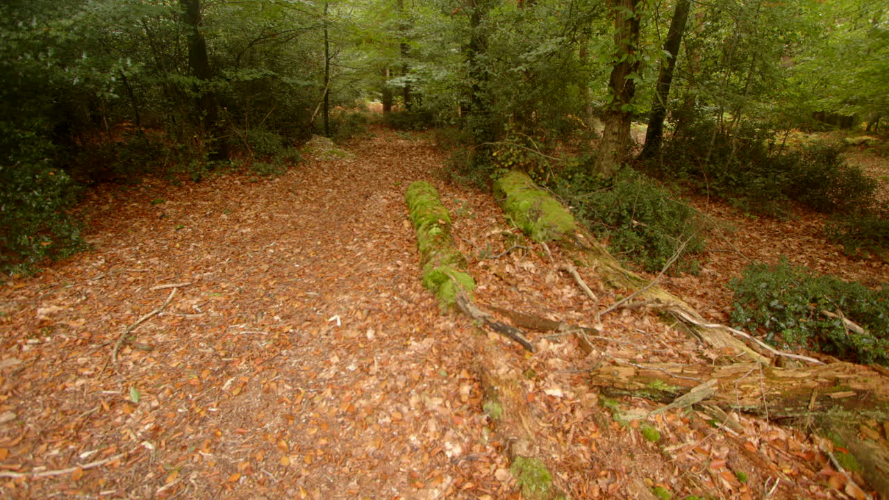 amplia toma de hojas de otoño y troncos en el suelo en un bosque en el nuevo bosque